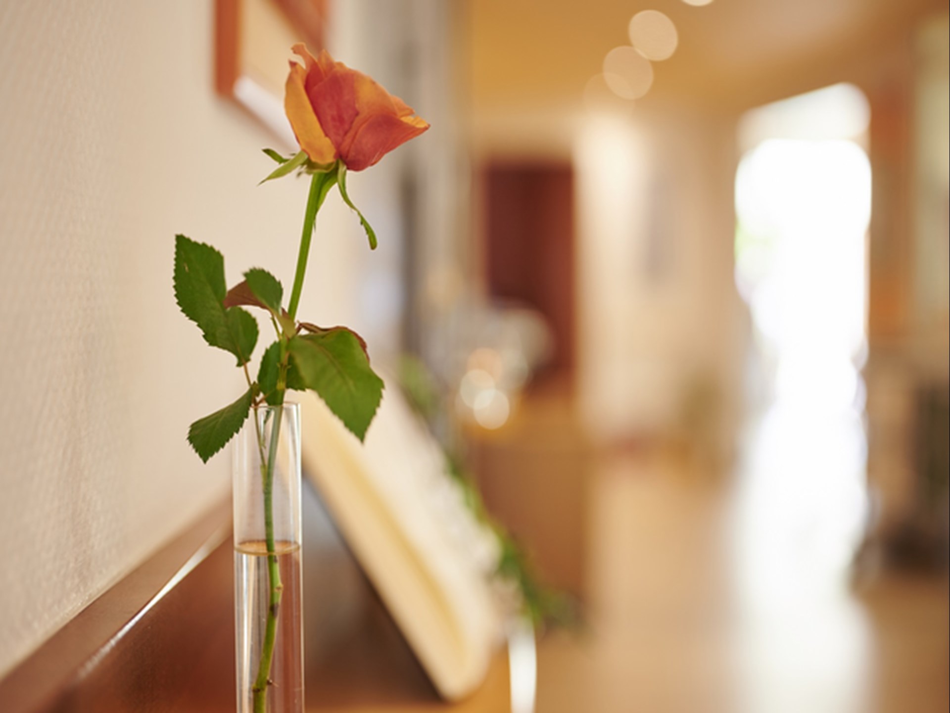 Eine einzelne Rose in einer schmalen Vase